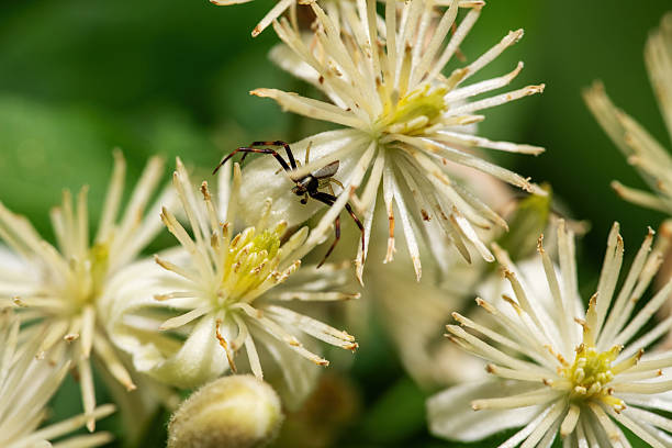 crab spider on white flower close-up, macro, shallow depth of field