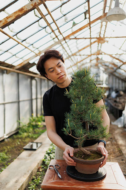 istock florist working with bonsai tree in greenhouse 2213502125