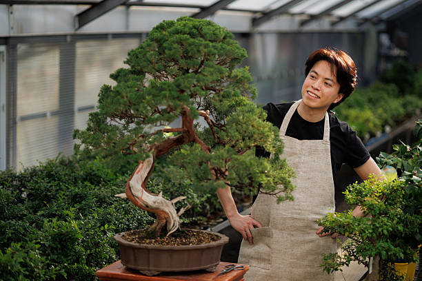 istock Cheerful asian florist looking at juniper bonsai tree 2213502297