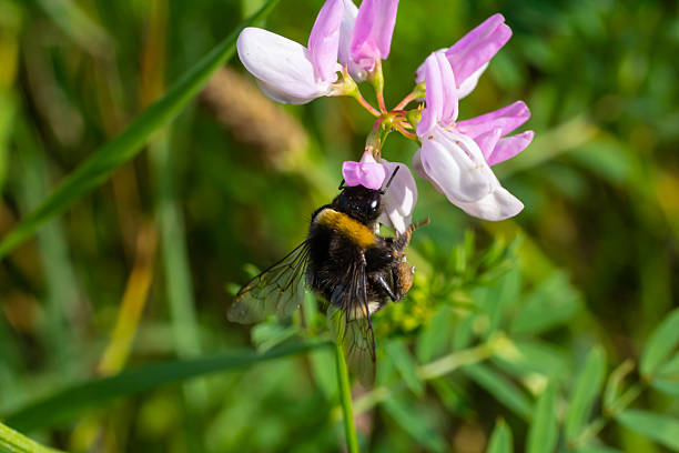 istock Bumble bee sitting on a thistle flower, closeup. Front view. Genus species Bombus 2213503382