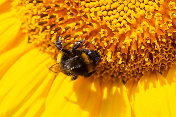 istock Bumble bee sitting on a thistle flower, closeup. Front view. Genus species Bombus 2213503861