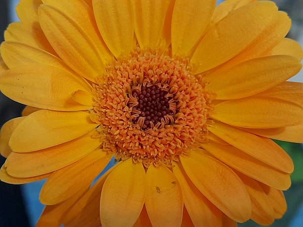 istock One orange gerbera flower close up. 2213507429