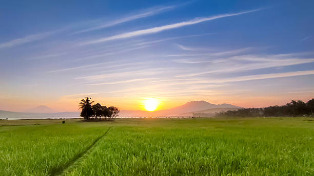 istock Breathtaking Sunset Over Green Rice Fields With Distant Ungaran Mountain and Blue Skies 2213507712