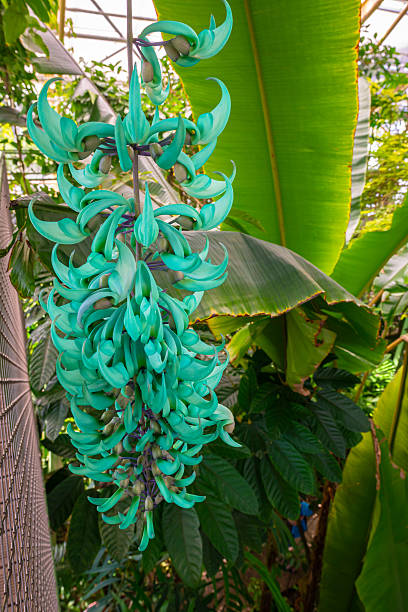 istock Turquoise Flowers of a Jade Vine 2213511641