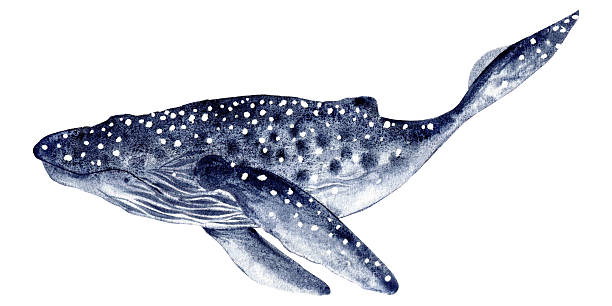 istock whale blue with spots. Hand drawn with watercolor with texture. for fish restaurant design, menu, diving center 2213513608