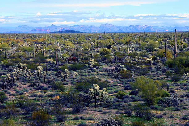 istock Landscape Sonora Desert Arizona 2213514334