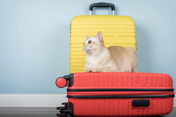 istock Travel concept with funny cat sitting on suitcase. 2213514822