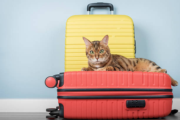 istock Travel concept with funny cat sitting on suitcase. 2213514823