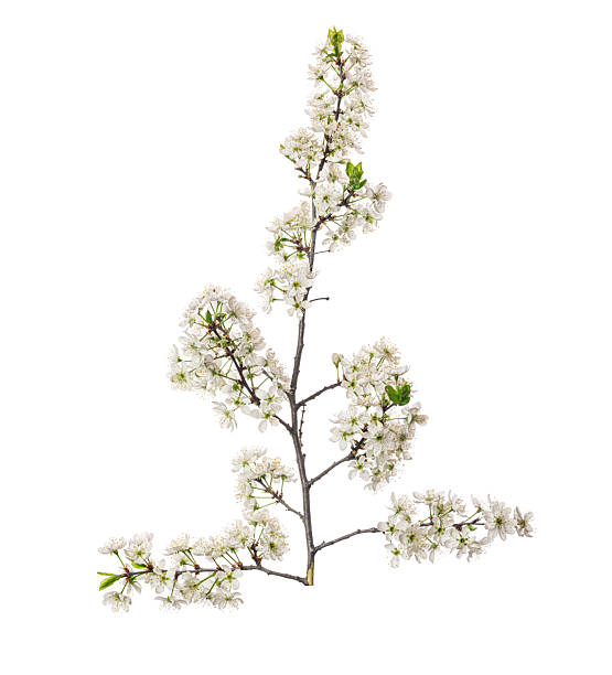 istock White plum blossom branch isolated on white background. Tree flowers herald spring concept 2213515782
