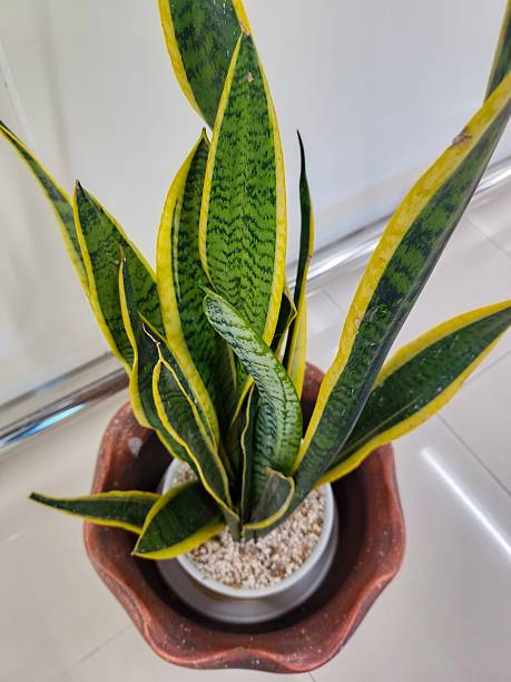 istock Green long plant 2213515881