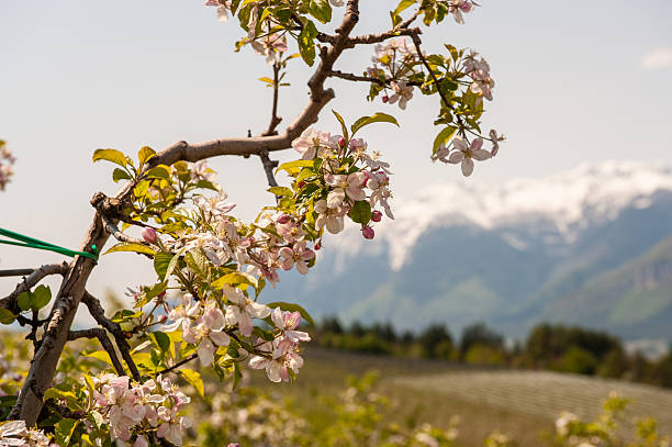 Apple flowers in spring , Trentino