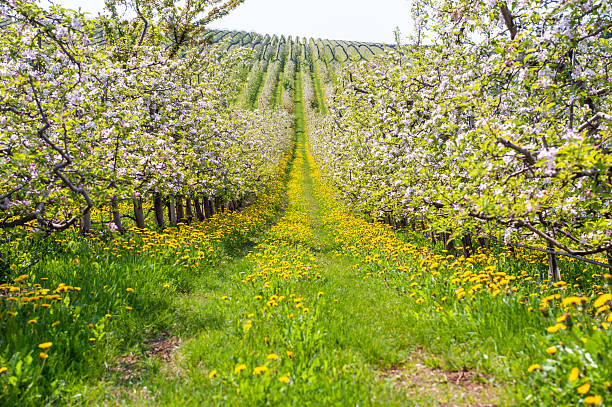 Natural spring background, bloom during rainy day