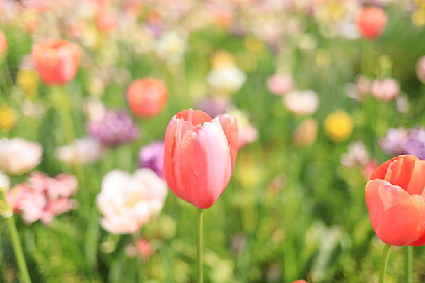 istock tulip in Japan 2213517442