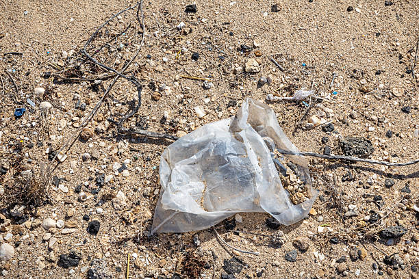This image captures a discarded plastic bag lying on the sandy shore of La Santa Beach in Lanzarote. The bag is partially crumpled, surrounded by small rocks, dried seaweed, and other coastal debris, emphasizing the environmental impact of marine pollution. The contrast between the synthetic material and the natural elements highlights the ongoing issue of plastic waste affecting fragile coastal ecosystems. This image serves as a stark reminder of the importance of ocean conservation and responsible waste management.