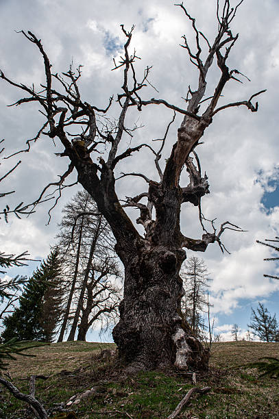 istock trees and flower  in spring , Trentino 2213518356