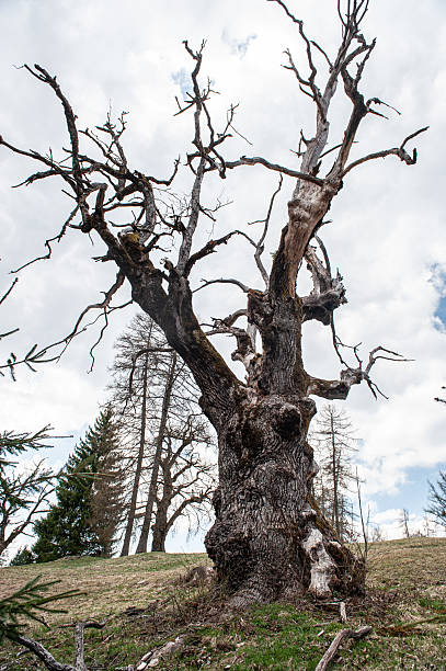 istock trees and flower  in spring , Trentino 2213518357