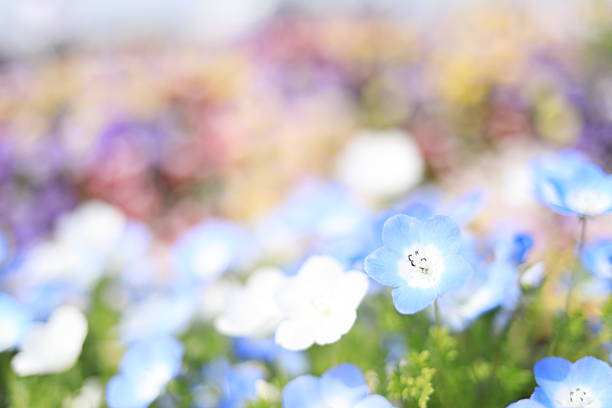 nemophila in Japan