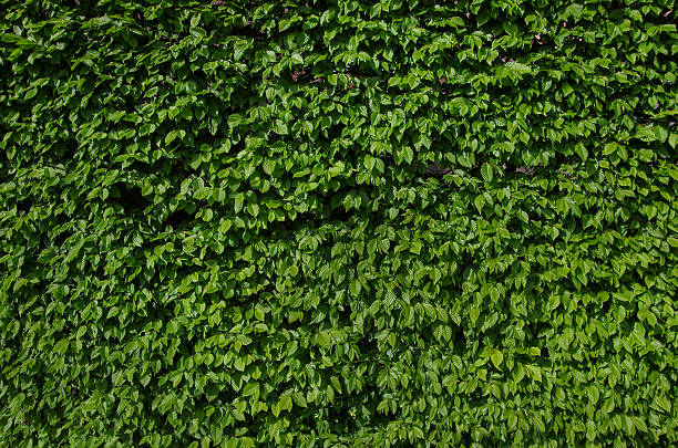 istock Hedge wall of common hornbeam, hedge, leafy texture 2213521520