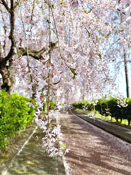 istock Weeping cherry trees (Shidare sakura) in Kitakata, Fukushima, Japan. 2213524117