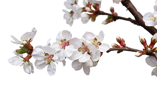 istock Cherry blossom branch with white flowers. 2213524930