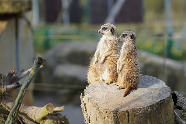 istock Two meerkats on the lookout 2213528377