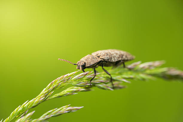 istock Mottled dingy brown click beetle, agrypnus murinus beetle sitting on grass stem. Macro animal background 2213529096