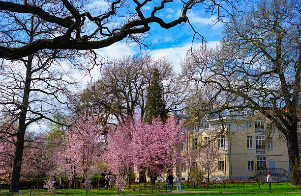 Russia, Saint Petersburg - April 26, 2025: Blossoming Trees in a Park on a Sunny Spring Day