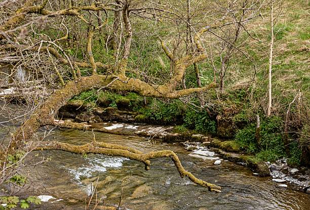 istock Moss Covered Tree Branch Hanging Above Crystal Clear Stream. 2213529808