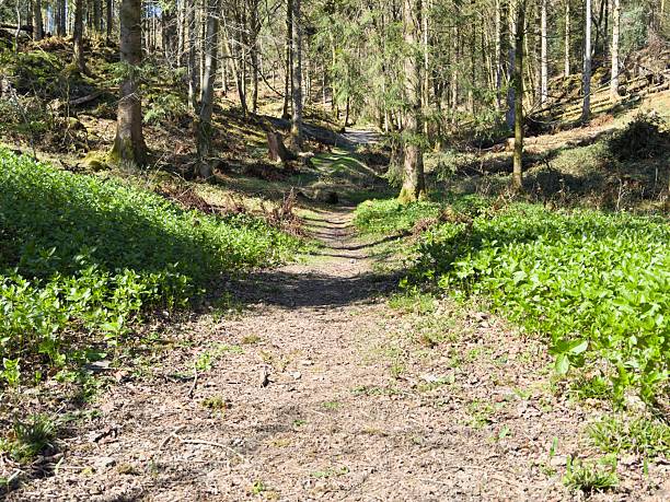 Woodland path lined with wild garlic leaves in bright spring sunlight