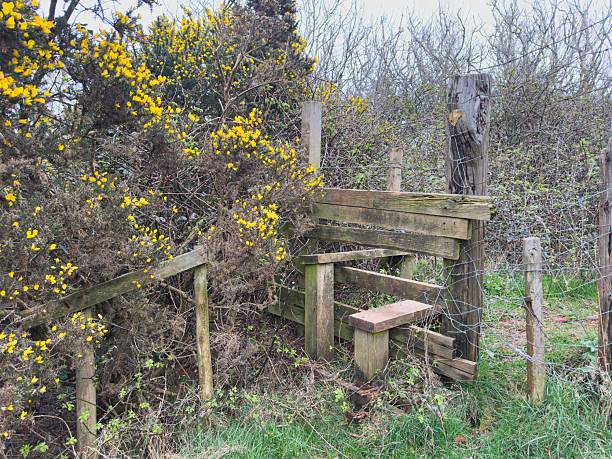 istock Rustic Wooden Stile With Gorse In Bloom 2213532488