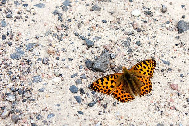 istock Orange Butterfly Resting on Sandy Gravel – Top View Nature Macro 2213532877