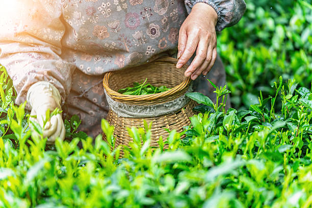 istock Hand Harvesting Fresh Tea Leaves: A Glimpse into Sustainable Agriculture Practices 2213535583
