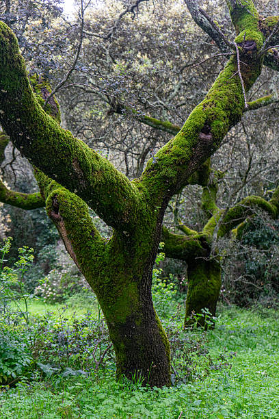 istock Moss-covered holm oak in autumn. 2213536048