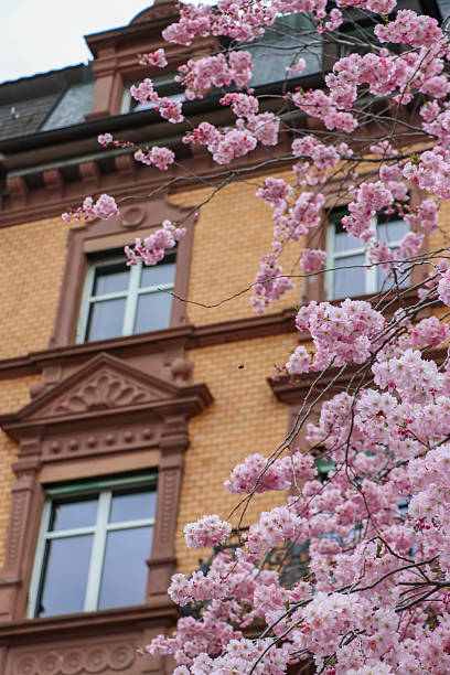 istock cherry blossoms, blurred house facade in the background 2213536919