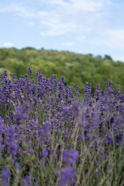 Lavender close up with green trees and blue skies