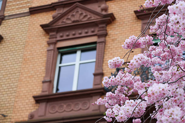 istock cherry blossoms, blurred house facade in the background 2213537068
