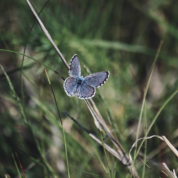 A Seattle Butterfly in a garden.