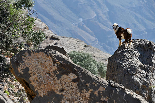 Goat in the mountains of Oman, Sultanate of Oman, Middle East