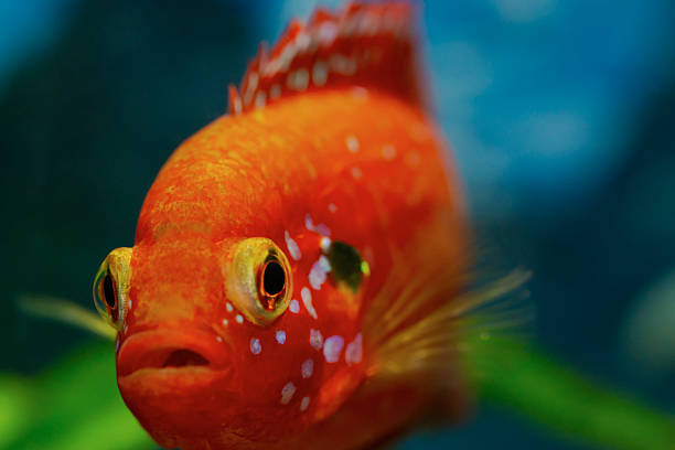 istock Close-up Jewel Cichlid fish 2213545449