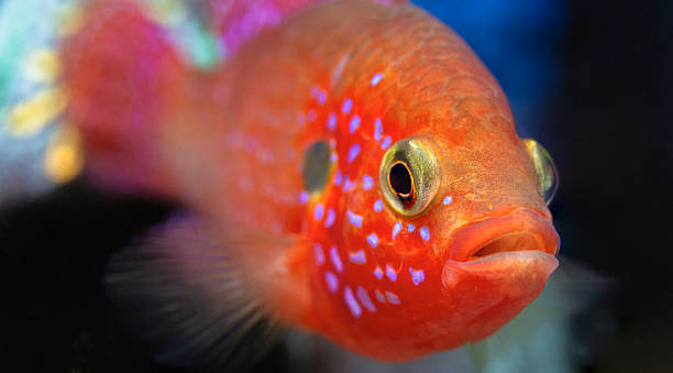 istock Close-up Jewel Cichlid fish 2213545776