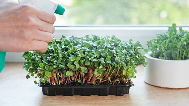 istock Gardener spraying microgreens growing in plastic containers on windowsill 2213546694