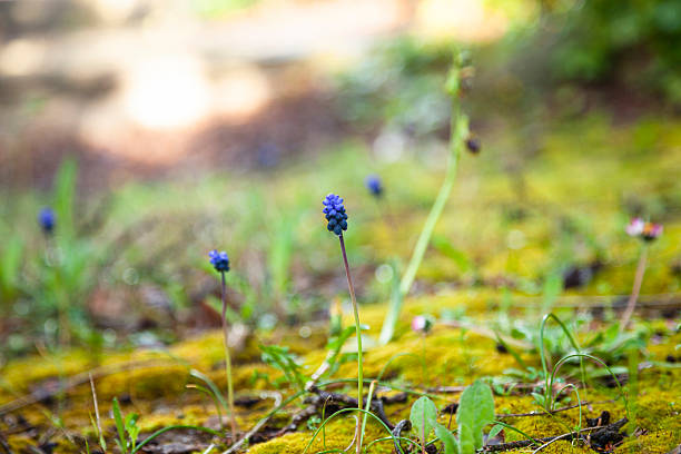Wild grape hyacinth muscari flower