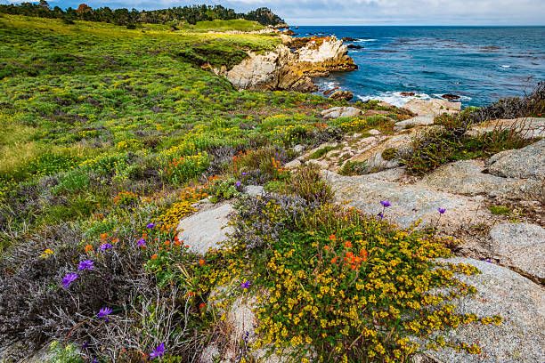 istock Spring wildflowers along the coast at Point Lobos State Reserve. 2213546944