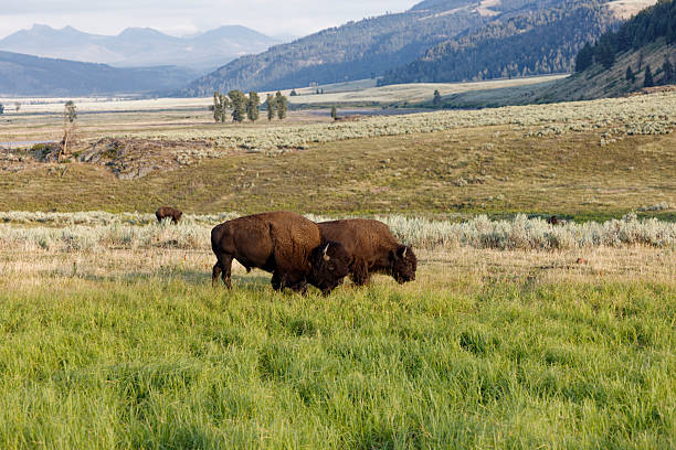 istock Buffalo in Yellowstone 2213547570