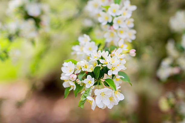 istock Closeup of a apple tree blooming 2213549883