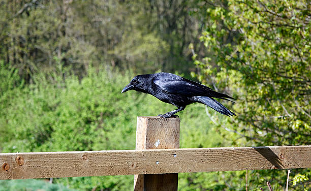istock Carrion crow sat on a wooden fence 2213550563