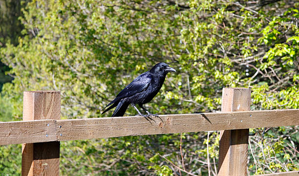 istock Carrion crow sat on a wooden fence 2213550566