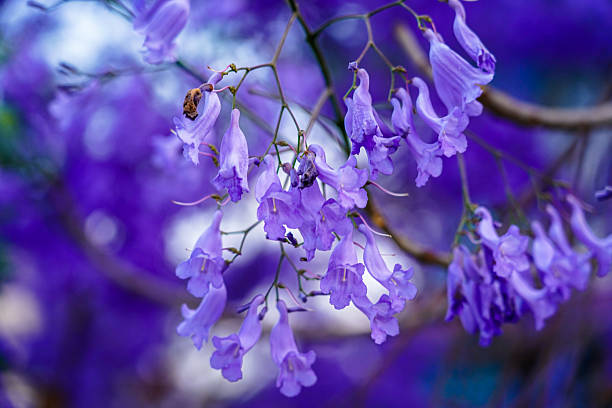 istock Closeup view of  blooming Jacaranda trees 2213551420