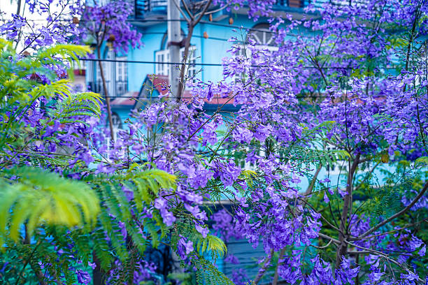 istock Closeup view of  blooming Jacaranda trees 2213551491