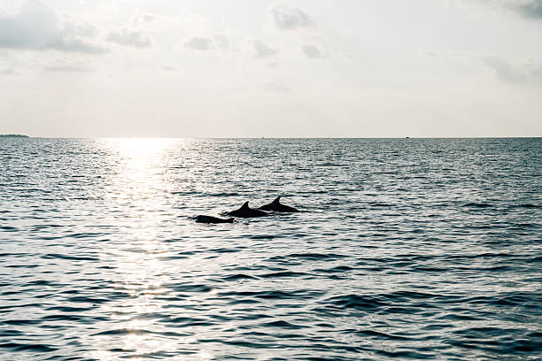 Three dolphins gracefully swimming through the vibrant waters of the Maldives, illuminated by the warm hues of a stunning sunset